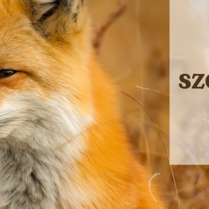 Akcja szczepienia lisów