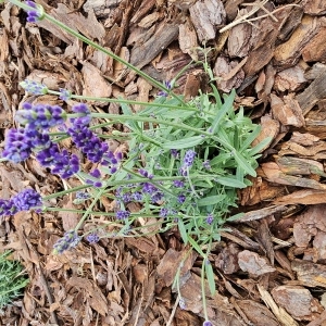 Zdjęcie 6 Nowy Jasień ISnP2023