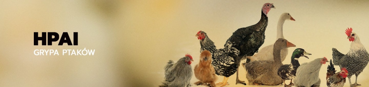 grafika-naglowek-HPAI